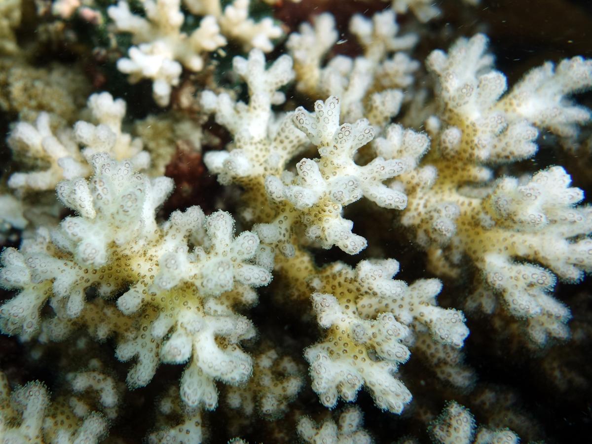 Pocillopora corals in the Western pacific