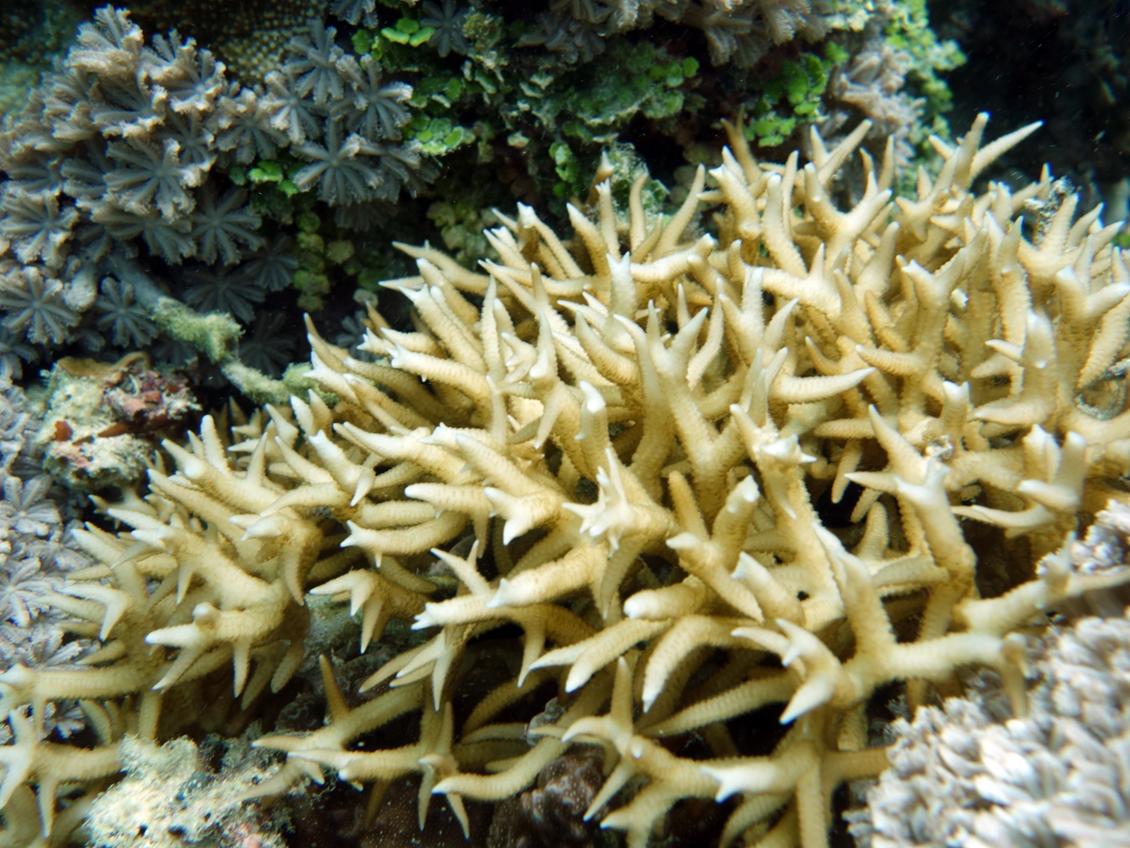 Seriatopora corals in the Western Pacific