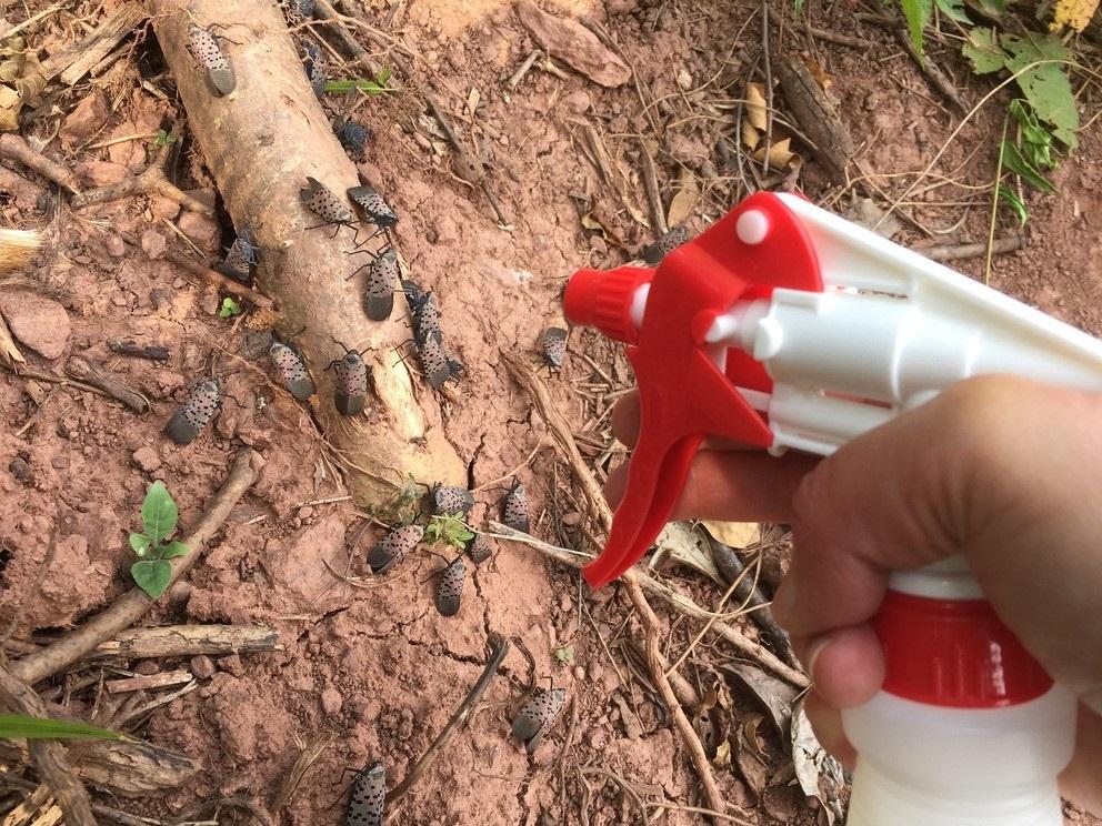 Insecticides and SLF