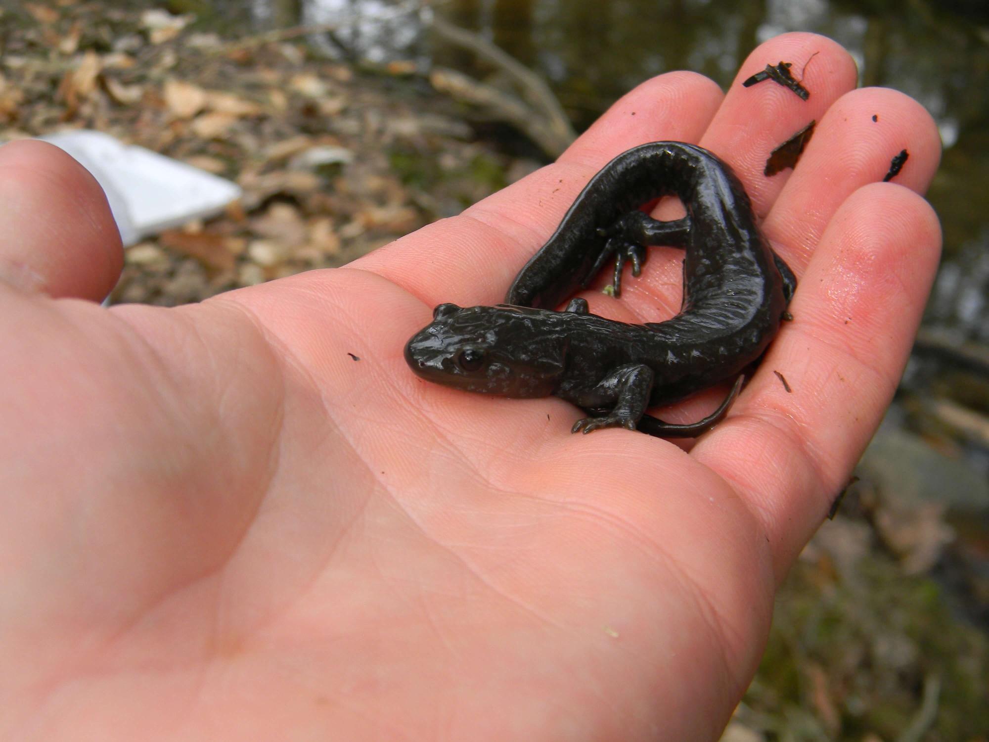 Jefferson salamander