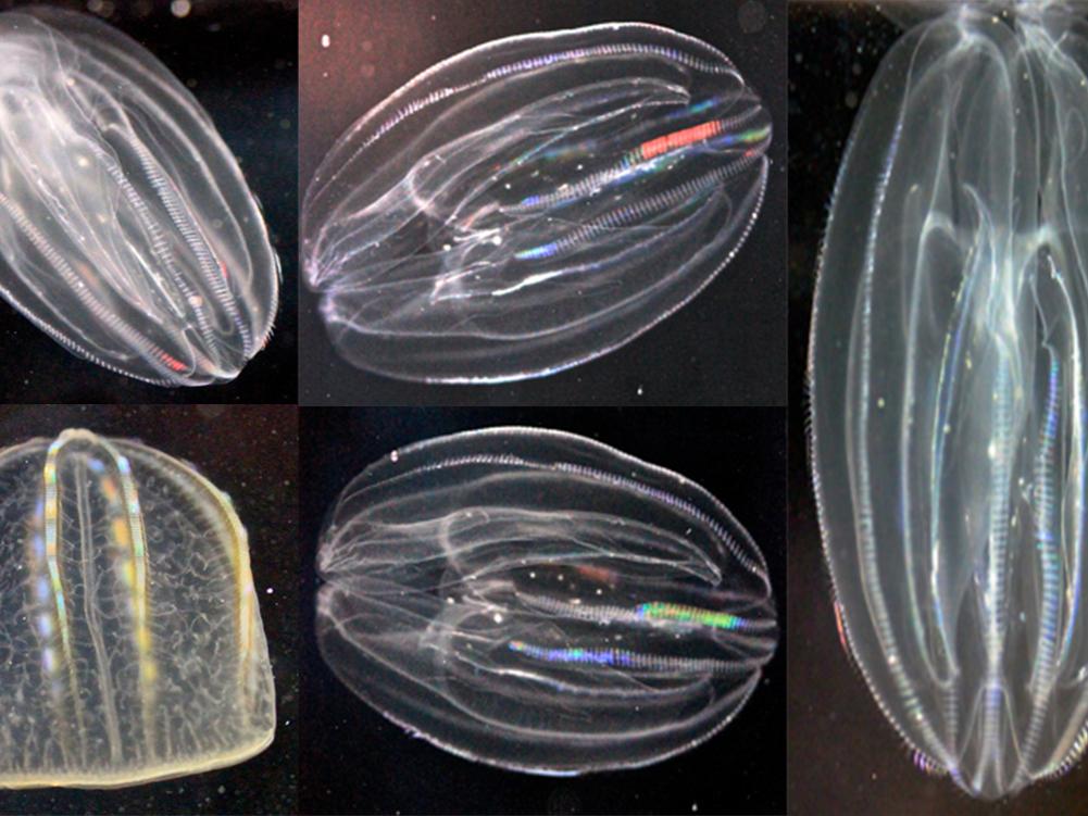 comb jellies