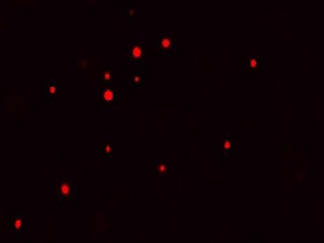 red dots