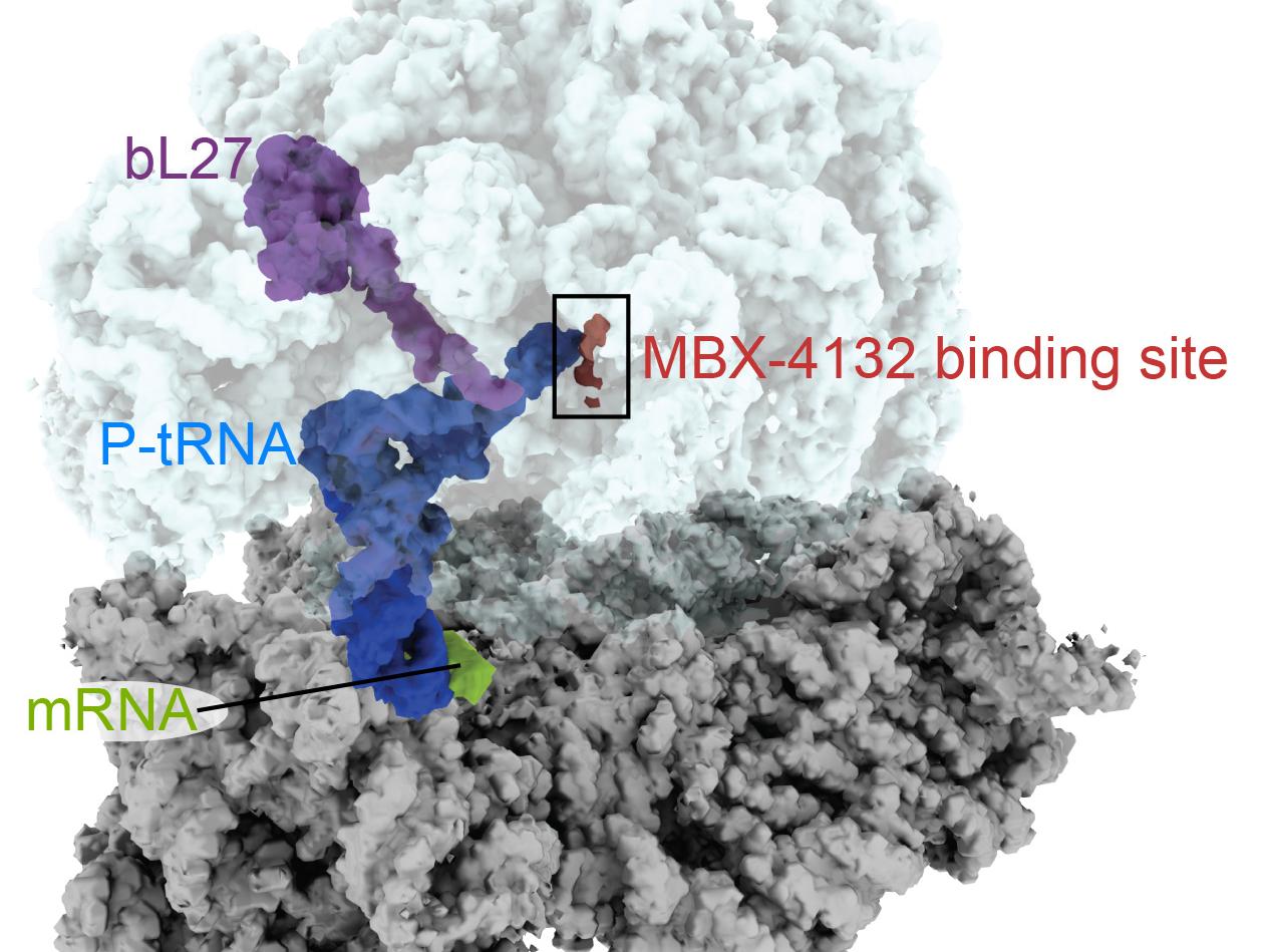 cryo-EM image of compound bound to ribosome