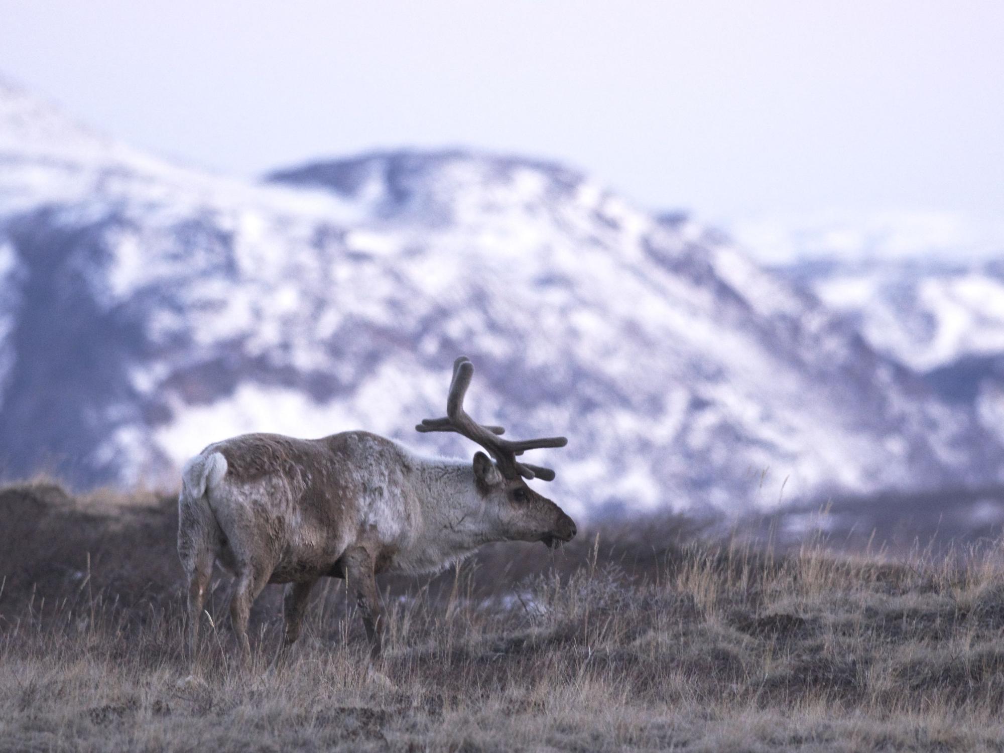 Kerby caribou