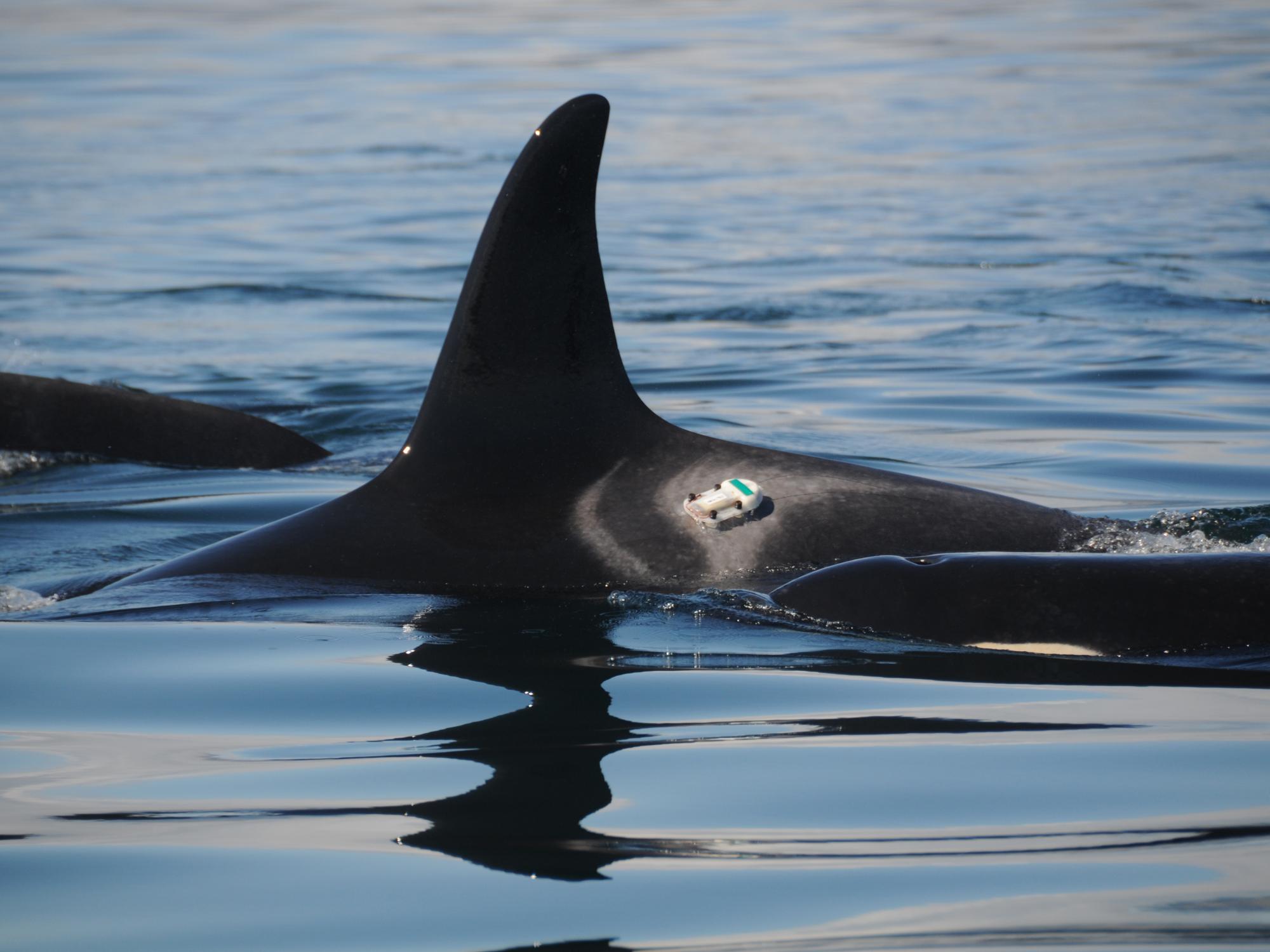 Killer Whale Dtag