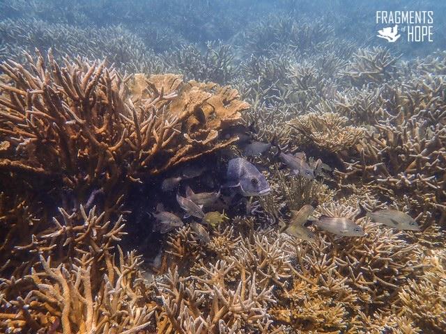 fish swim among elkhorn and staghorn coral