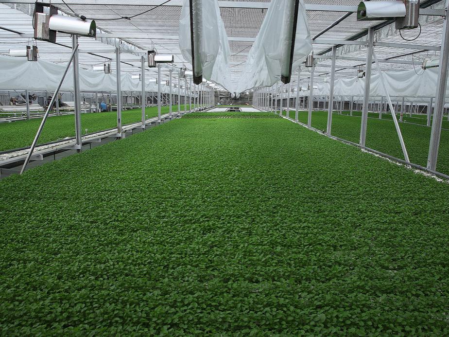 Lakeville Greenhouse 1