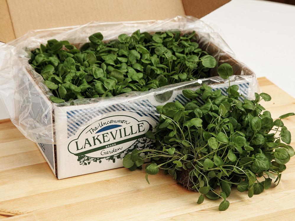 Lakeville Lettuce