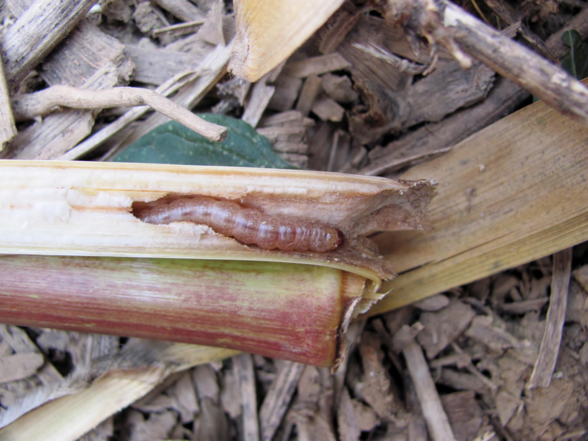 corn borer in corn stalk