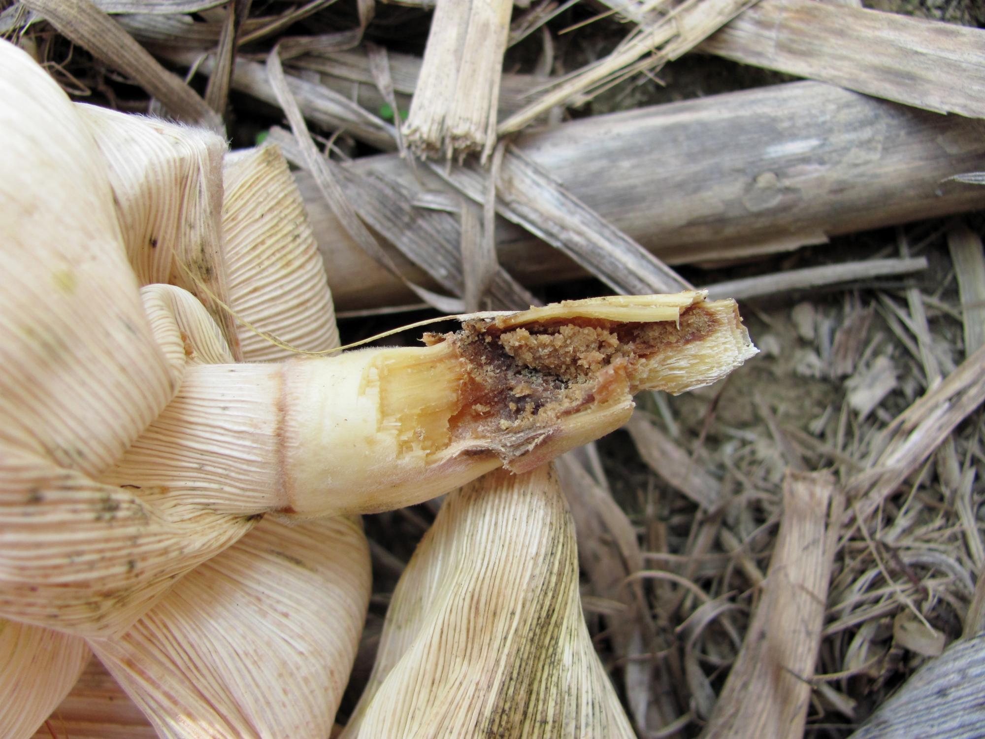 corn ear shank damage