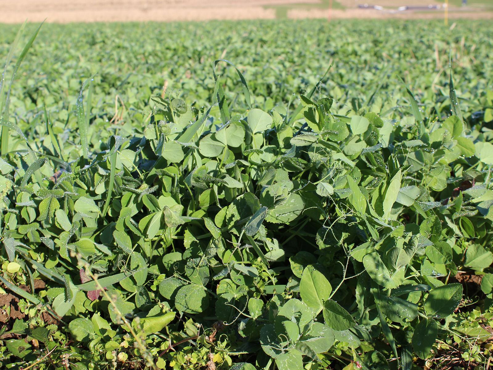 legumes