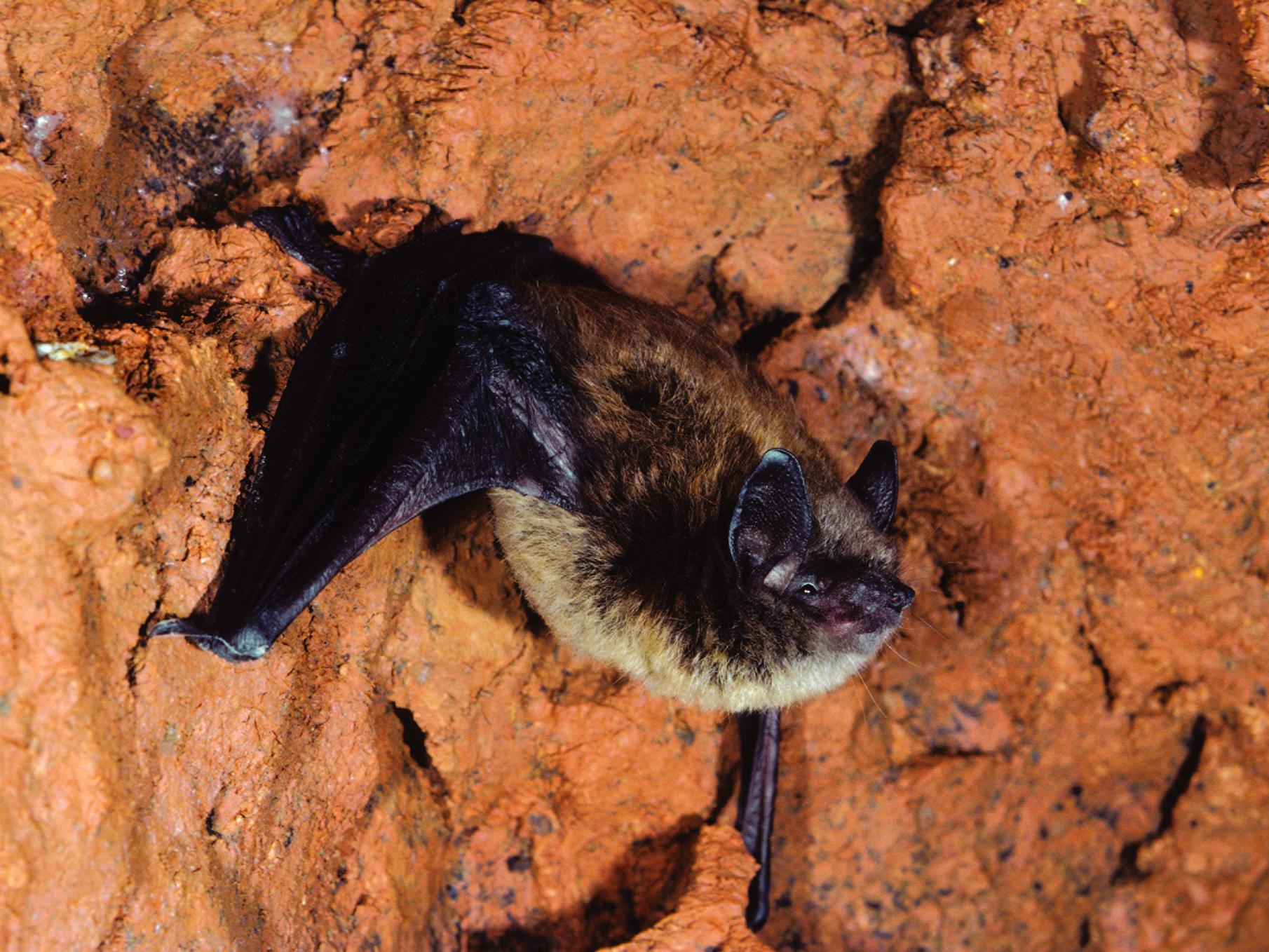 Shaver's Creek little brown bat 