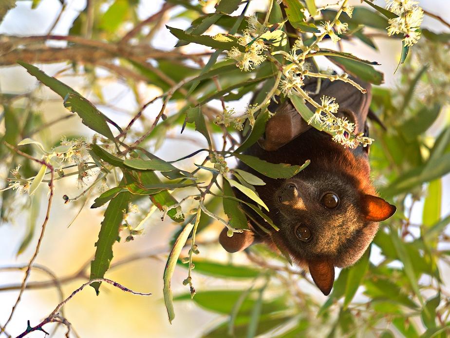 A little red flying fox