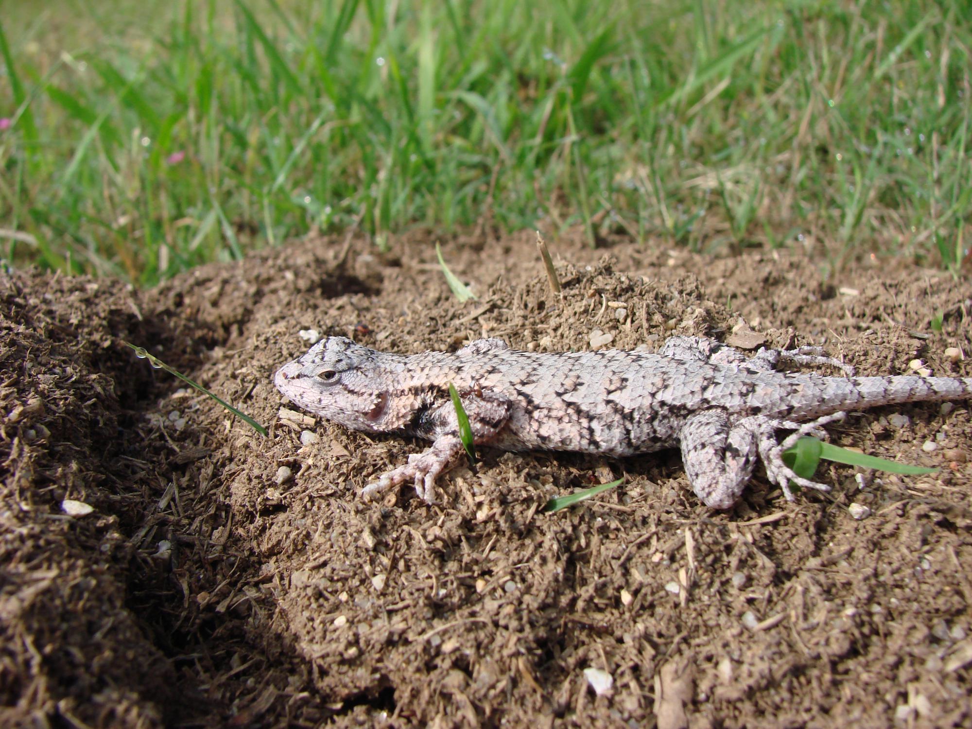 lizard on ant mound