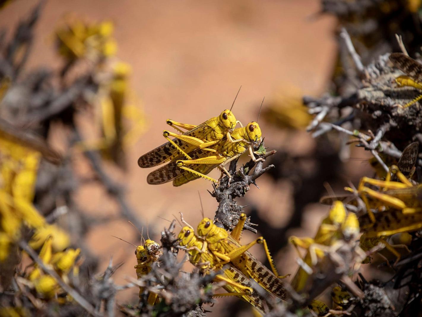 Desert locusts in Africa