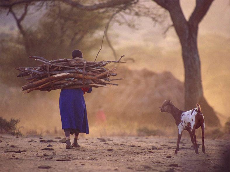 Maasai woman, firewood, goat