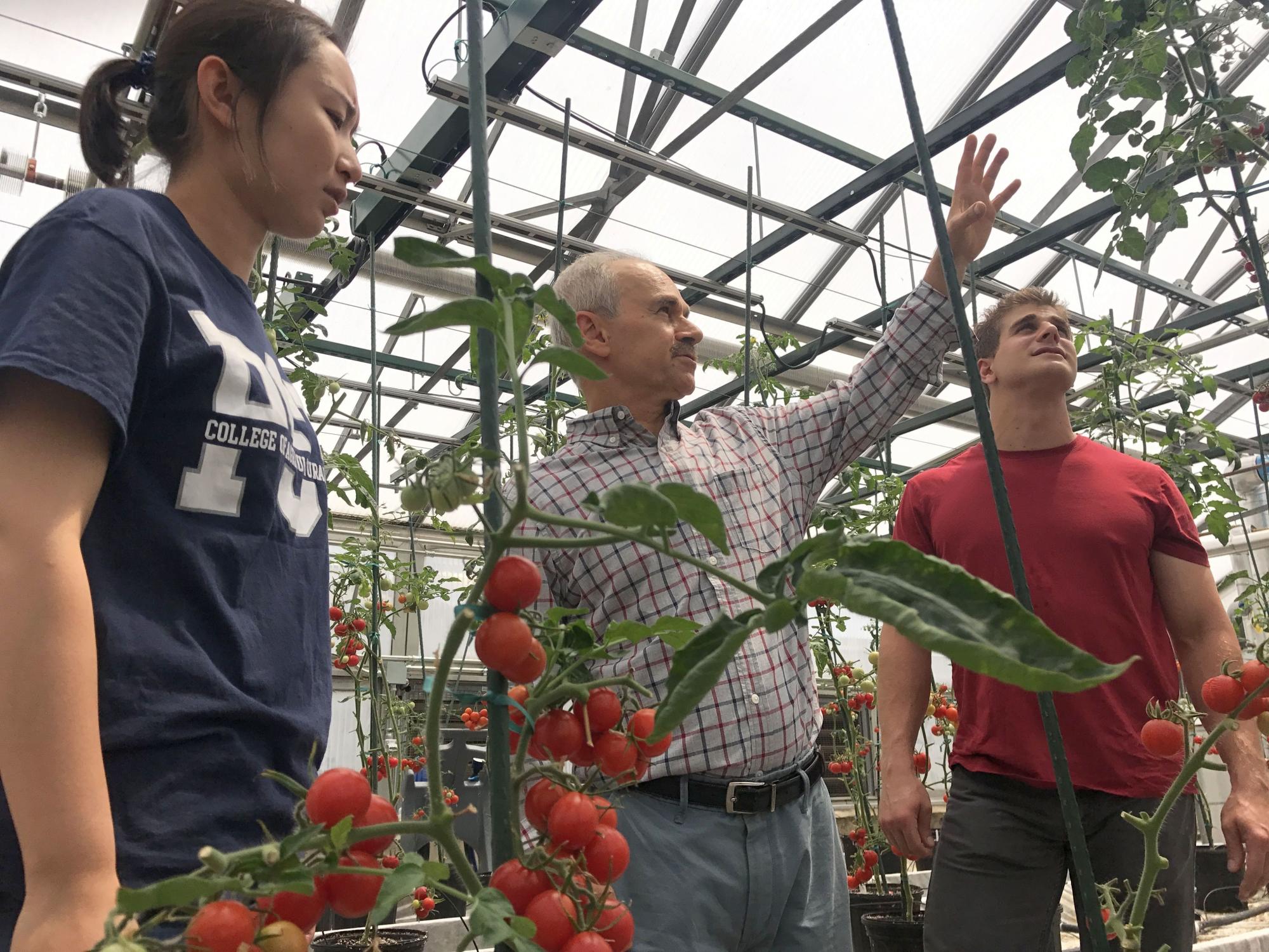 Majid Foolad and grad students in greenhouse