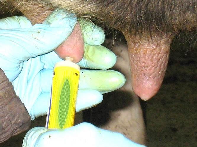 Mastitis treatment