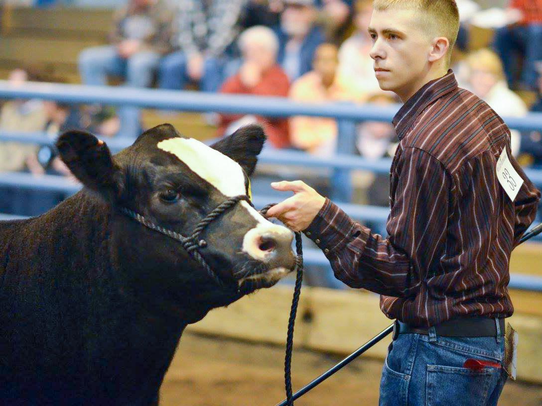 Showing cow