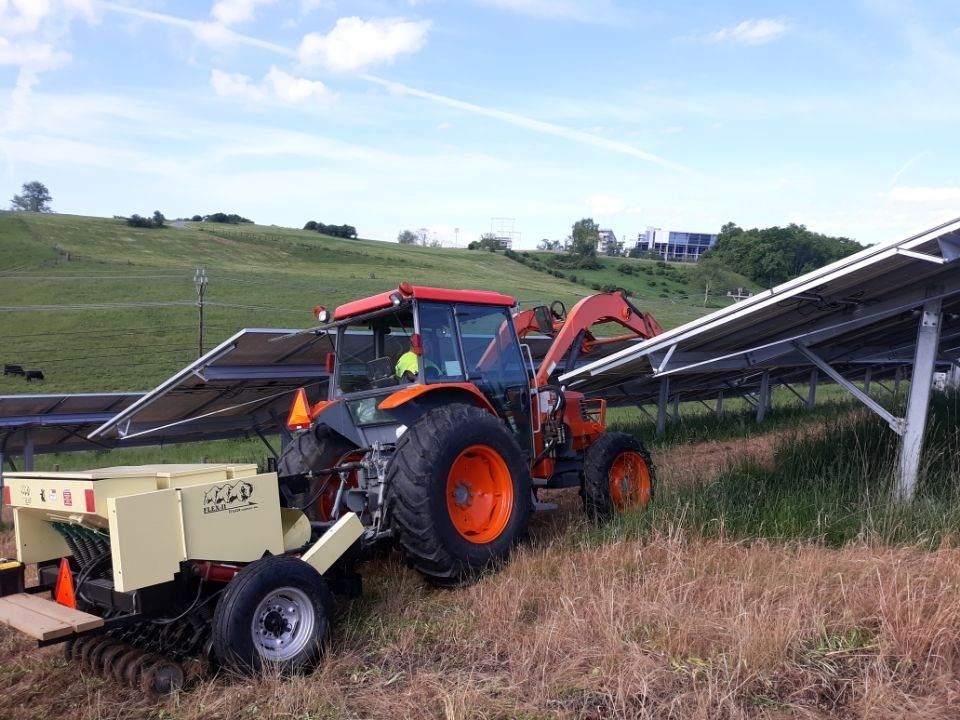 Meadow planting