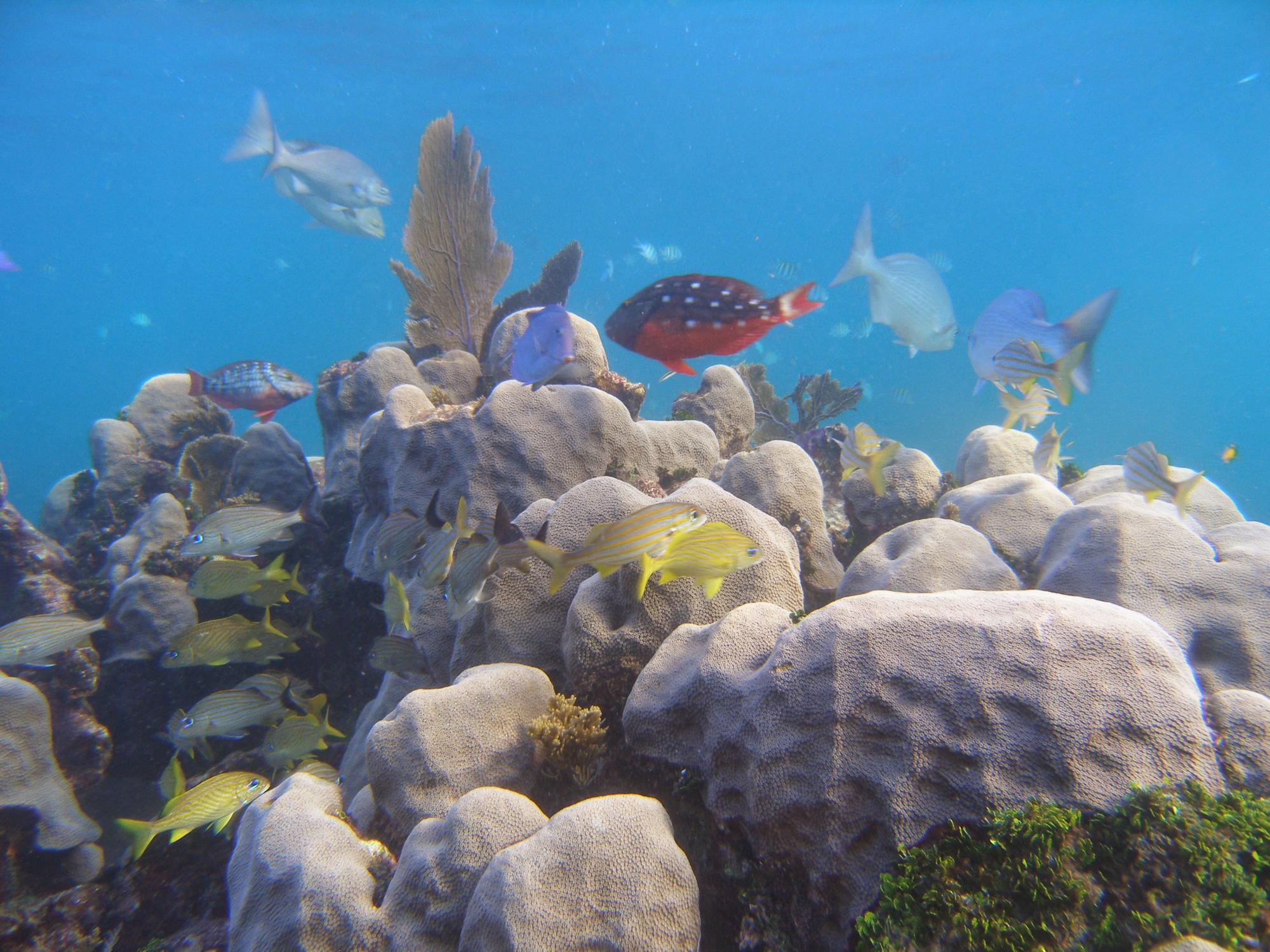 Coral reef