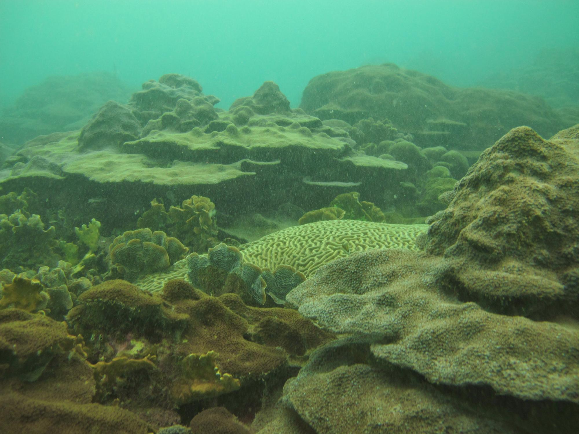 Coral colonies on Varadero reef