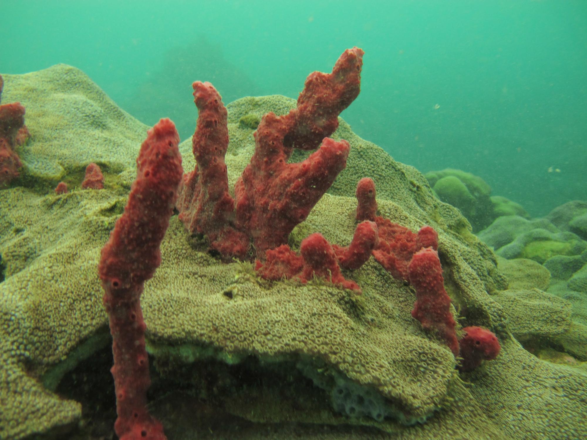 Varadero coral 3