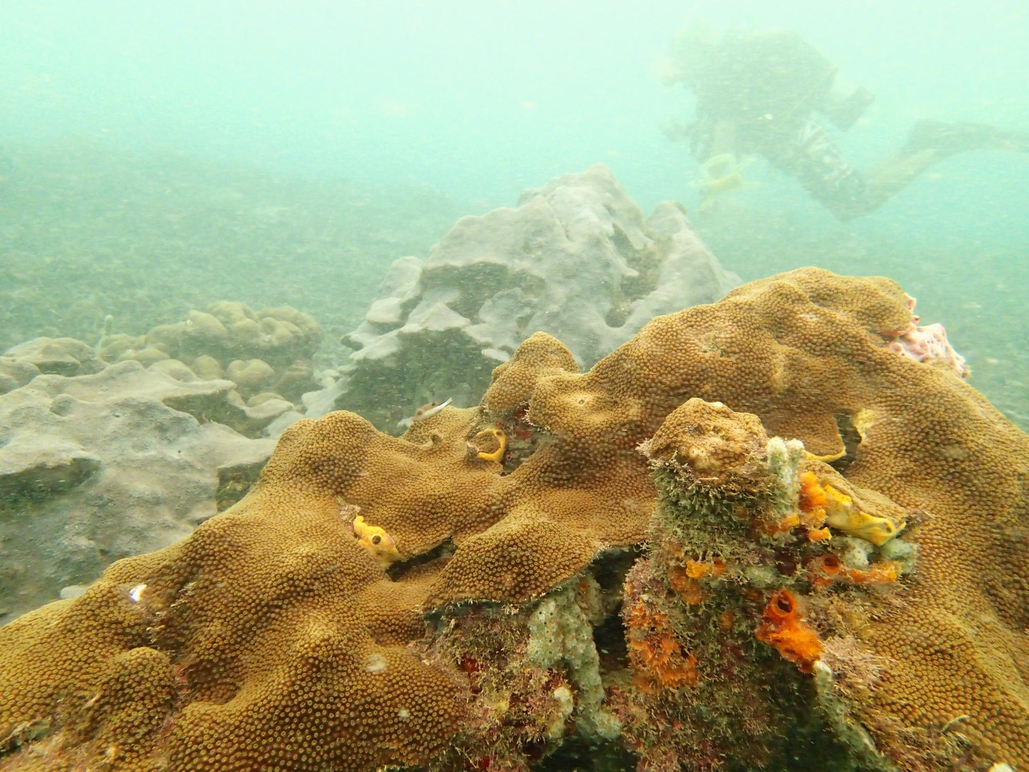 Varadero coral 4