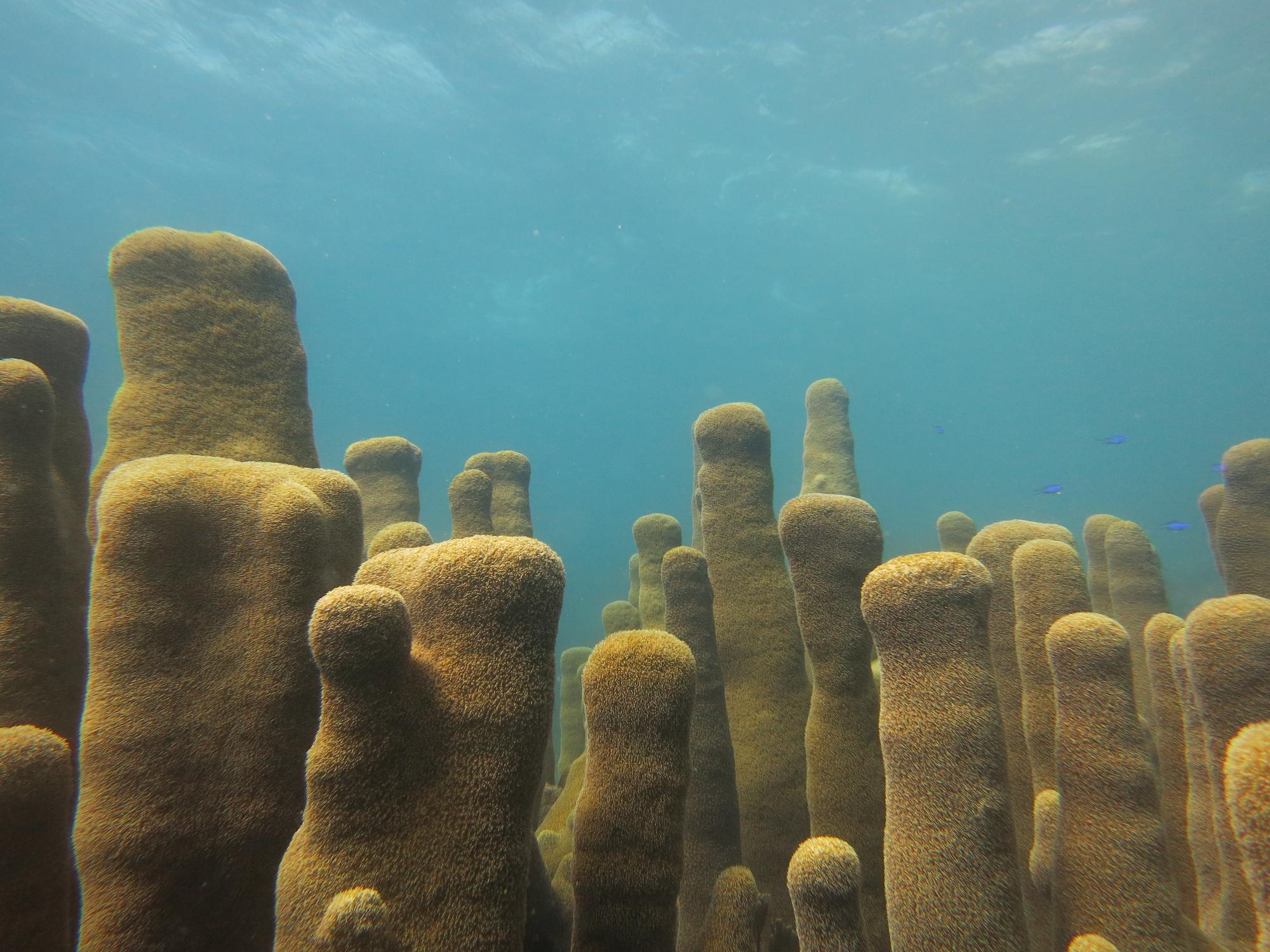 Adult Pillar coral