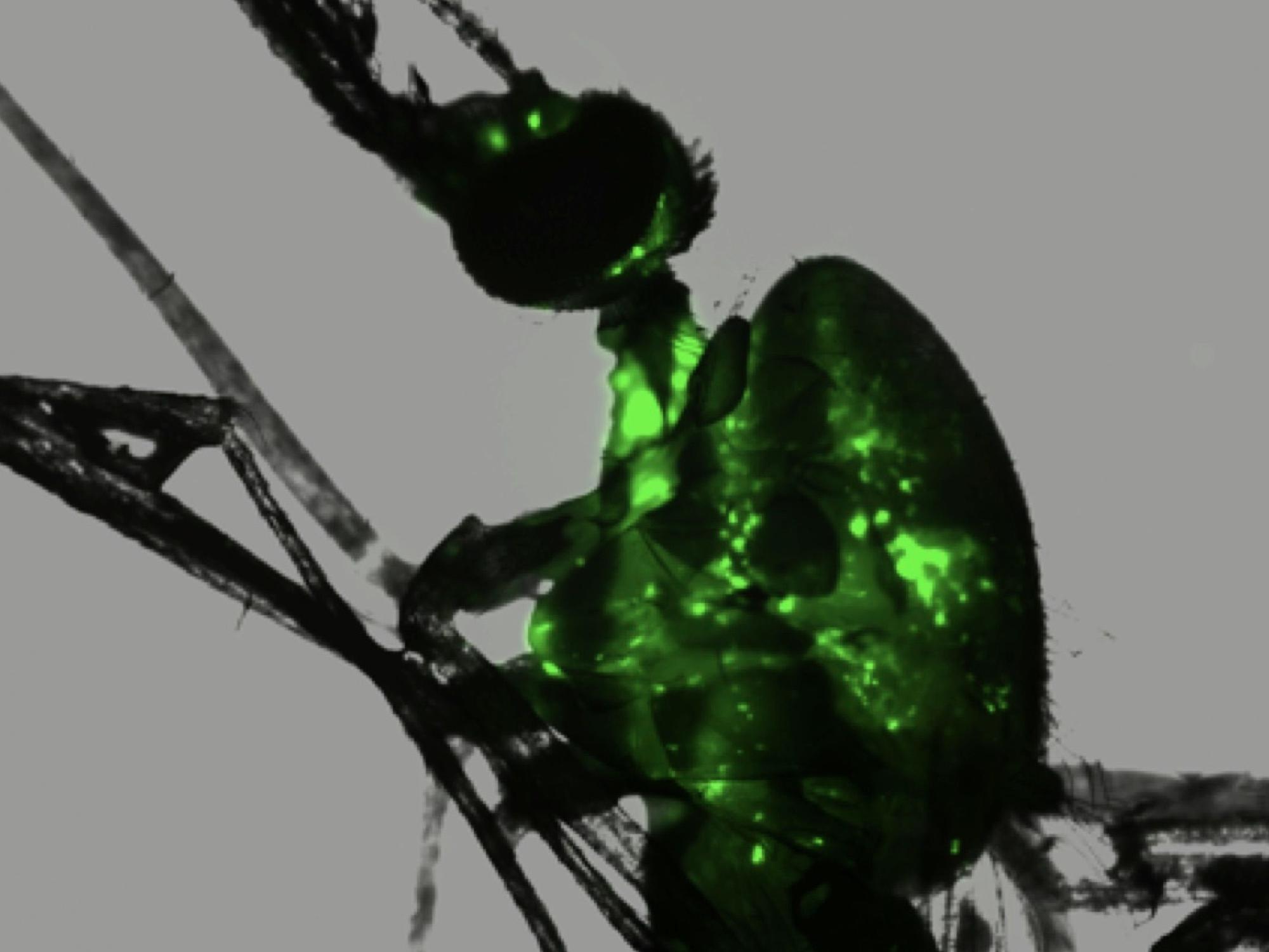 Anopheles gambiae mosquito w/AgDNV