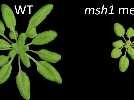 two experimental plants