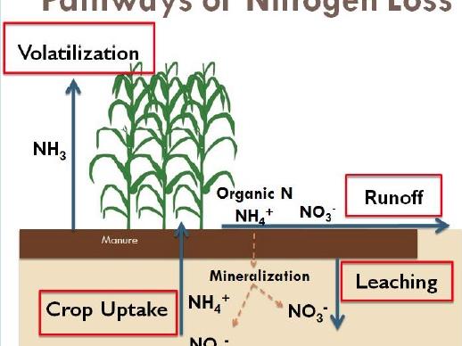 Pathways of nitrogen loss graphic