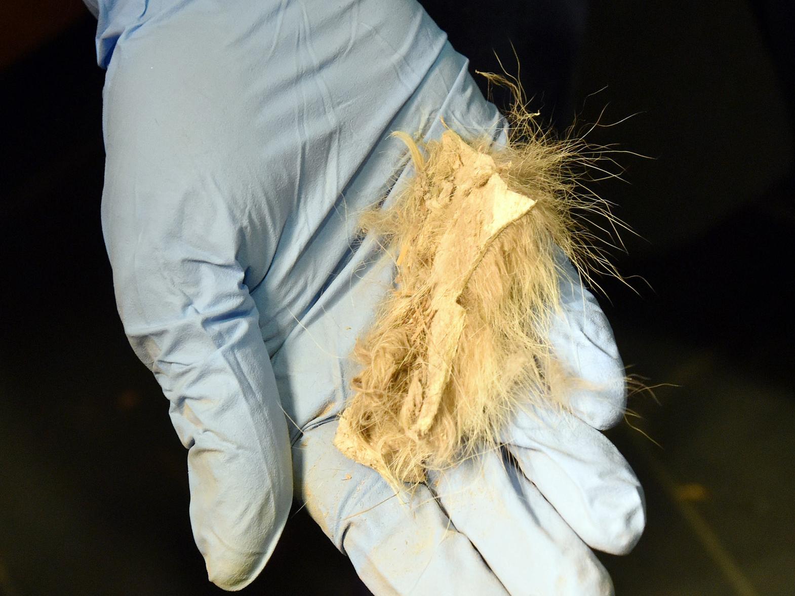 Sample of skin and fur from the "Original Nittany Lion" at Penn State's All-Sports Museum