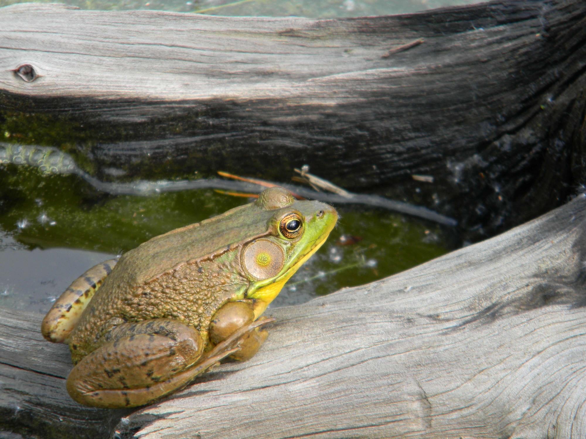 Northern green frog
