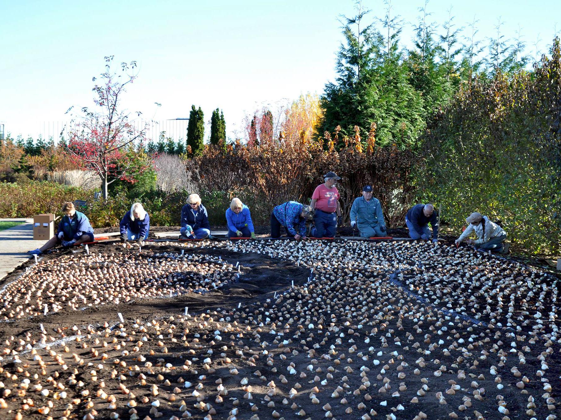 Planting tulips at the Arboretum, November 2015