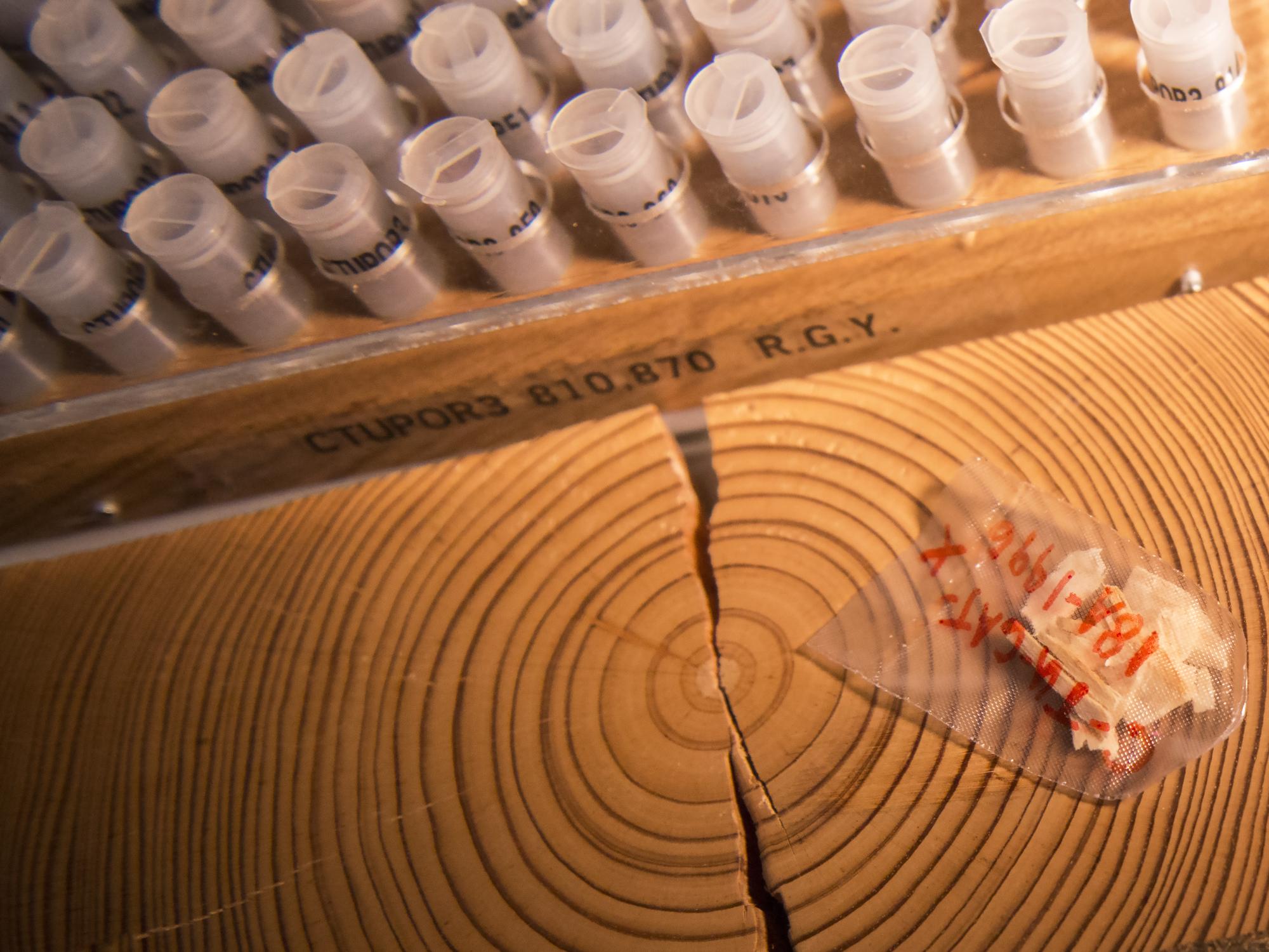 growth rings in a slice of tree trunk