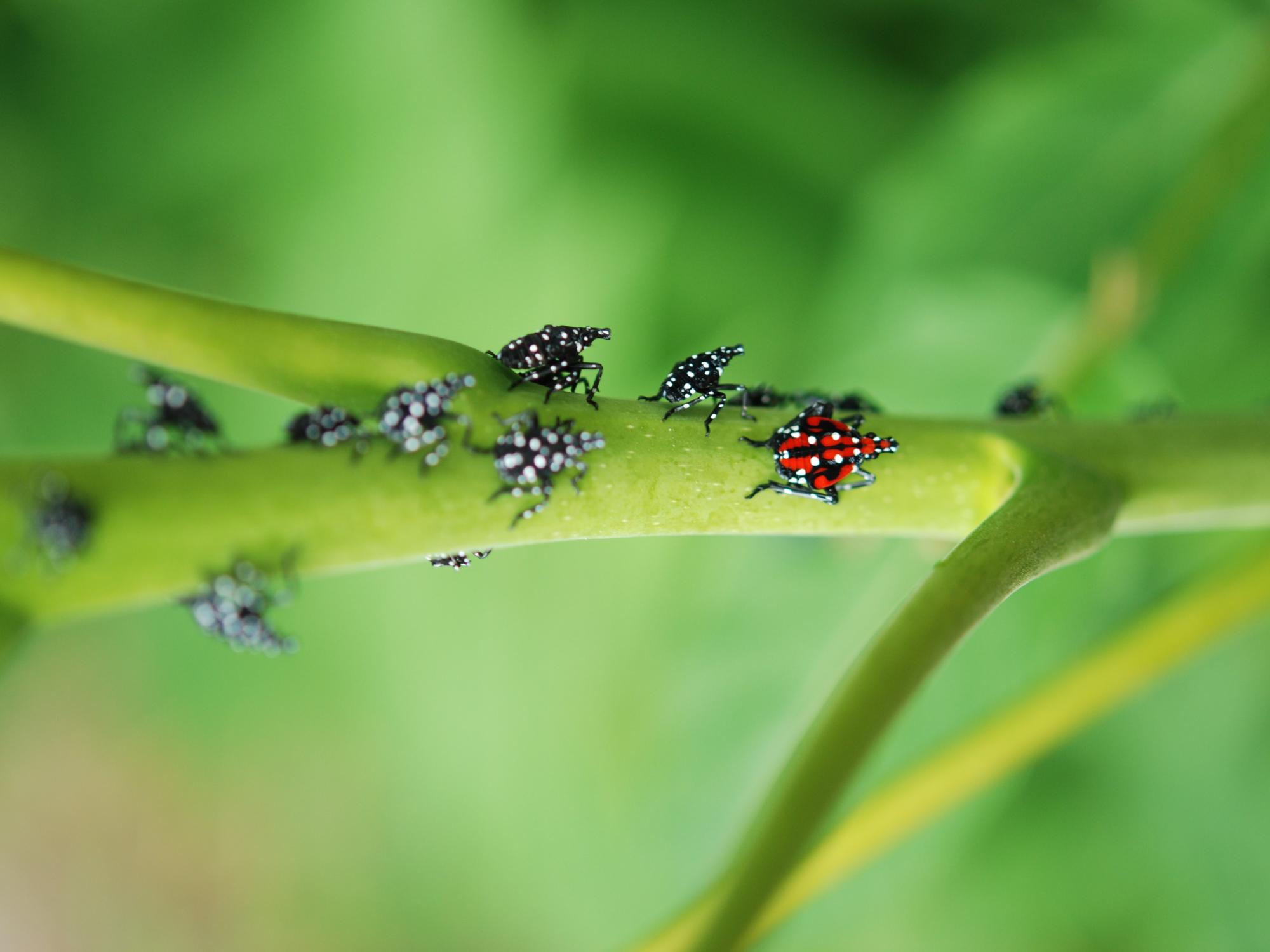 SLF nymphs