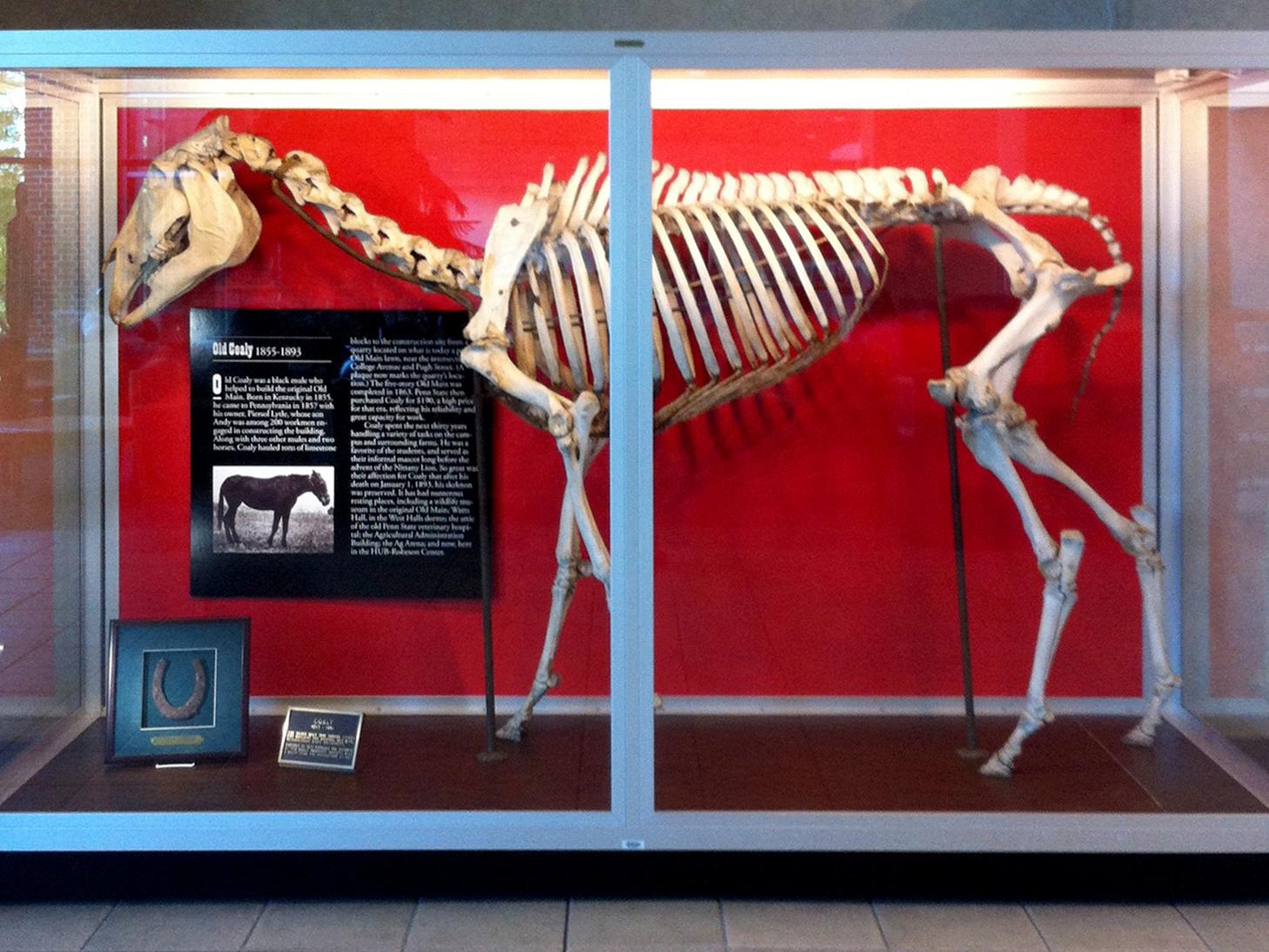 Old Coaly display in the HUB at Penn State