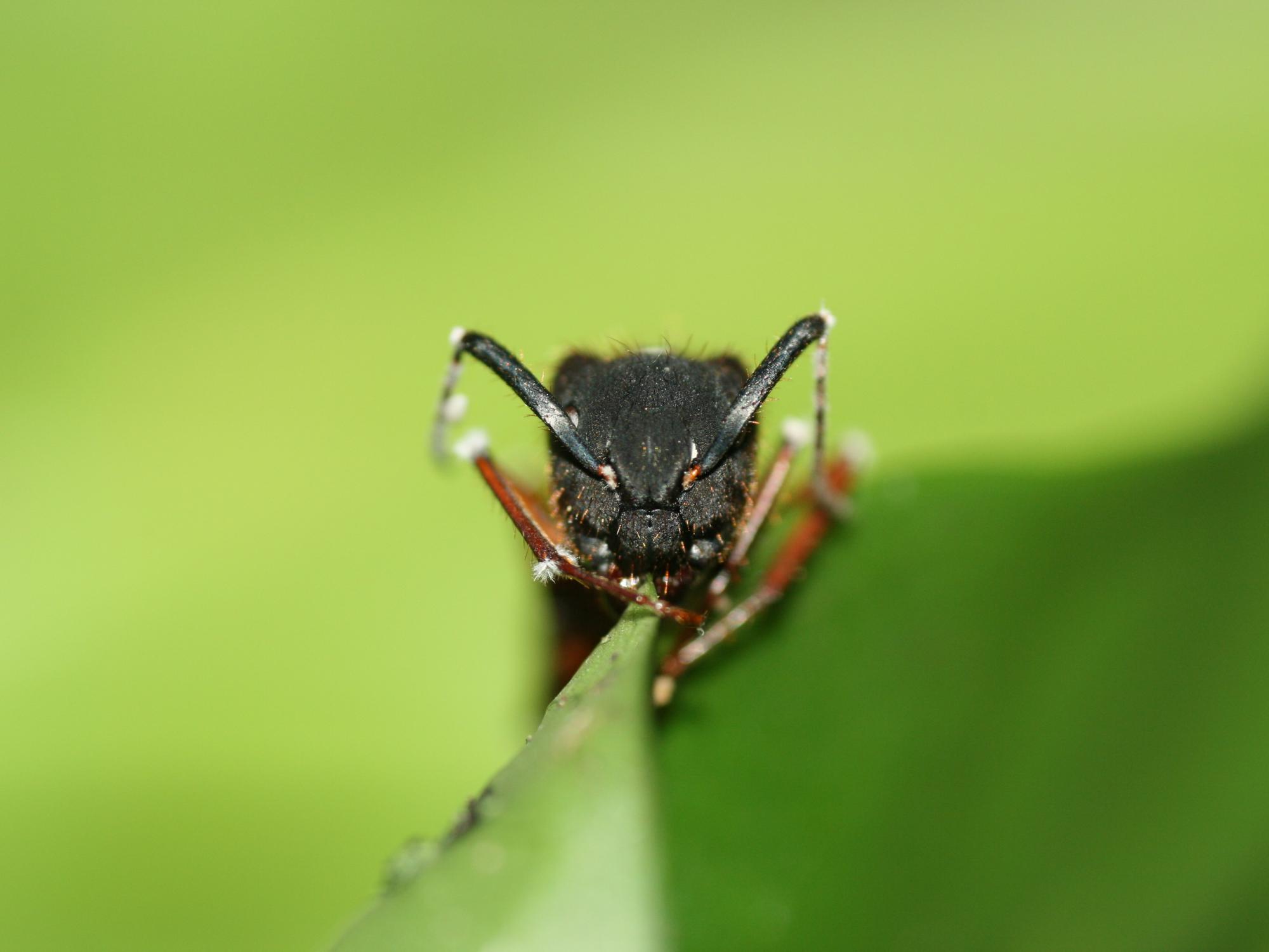 zombie ant head shot