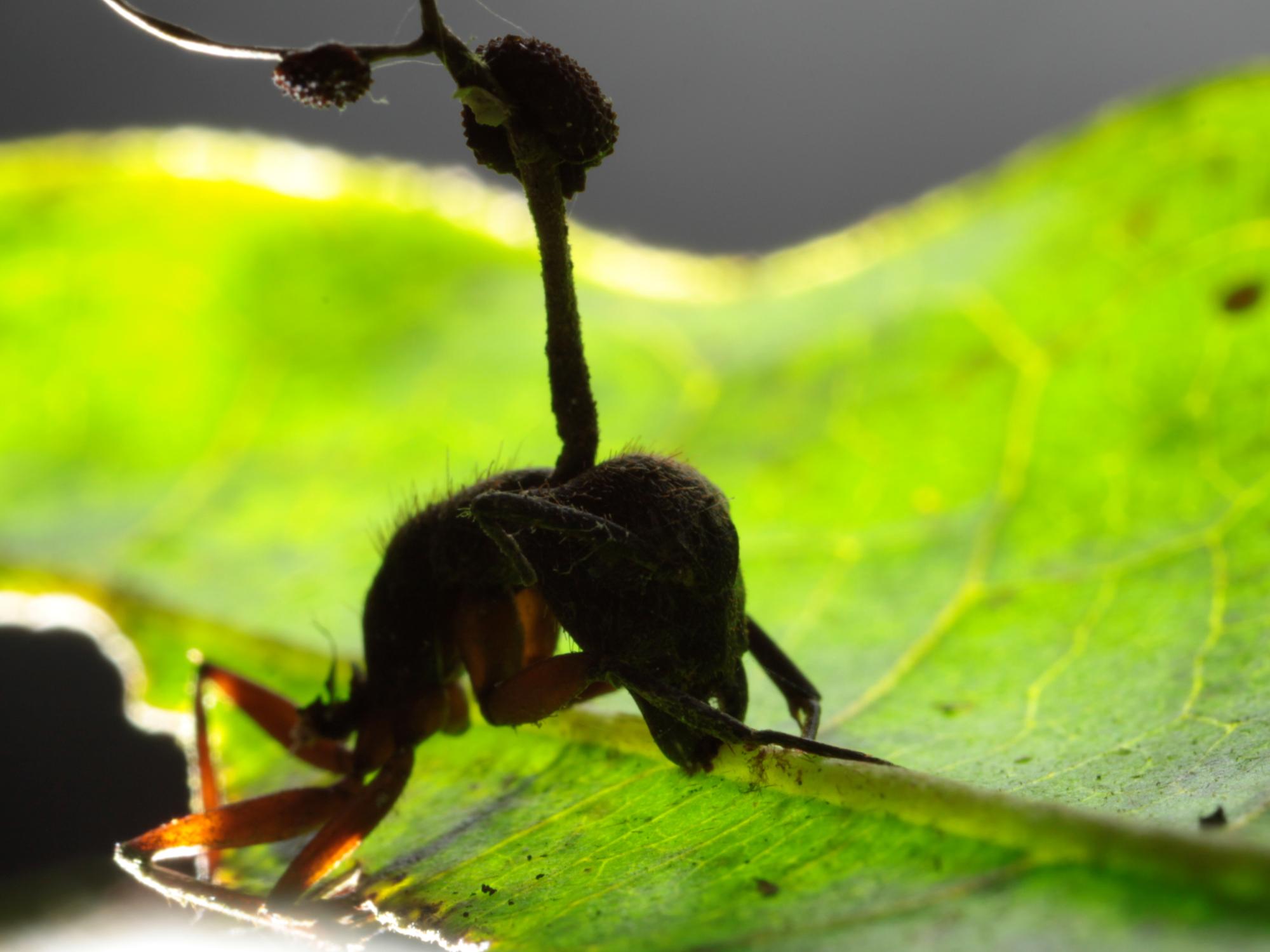 zombie ant fungal spore