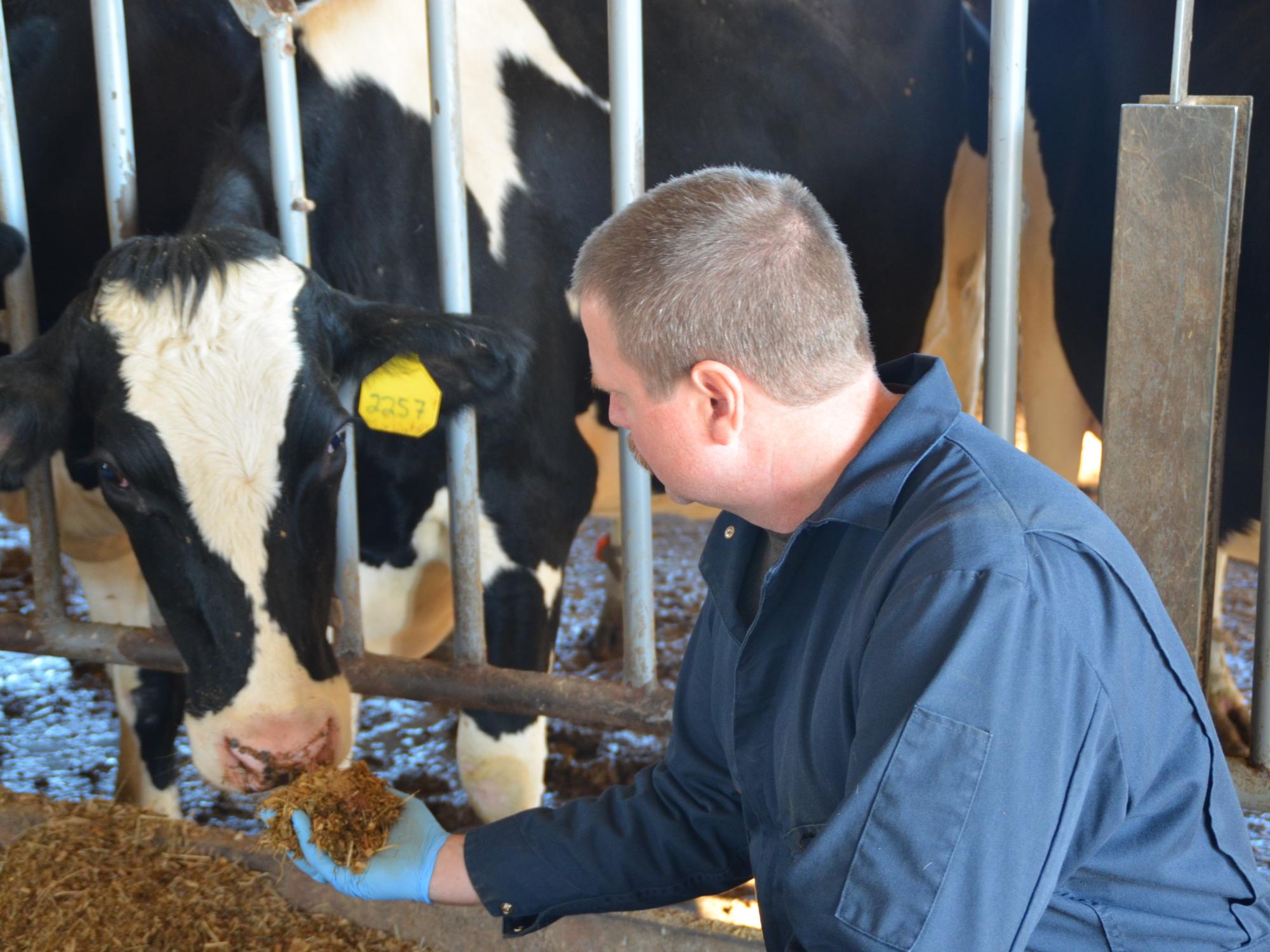 Ott with cow