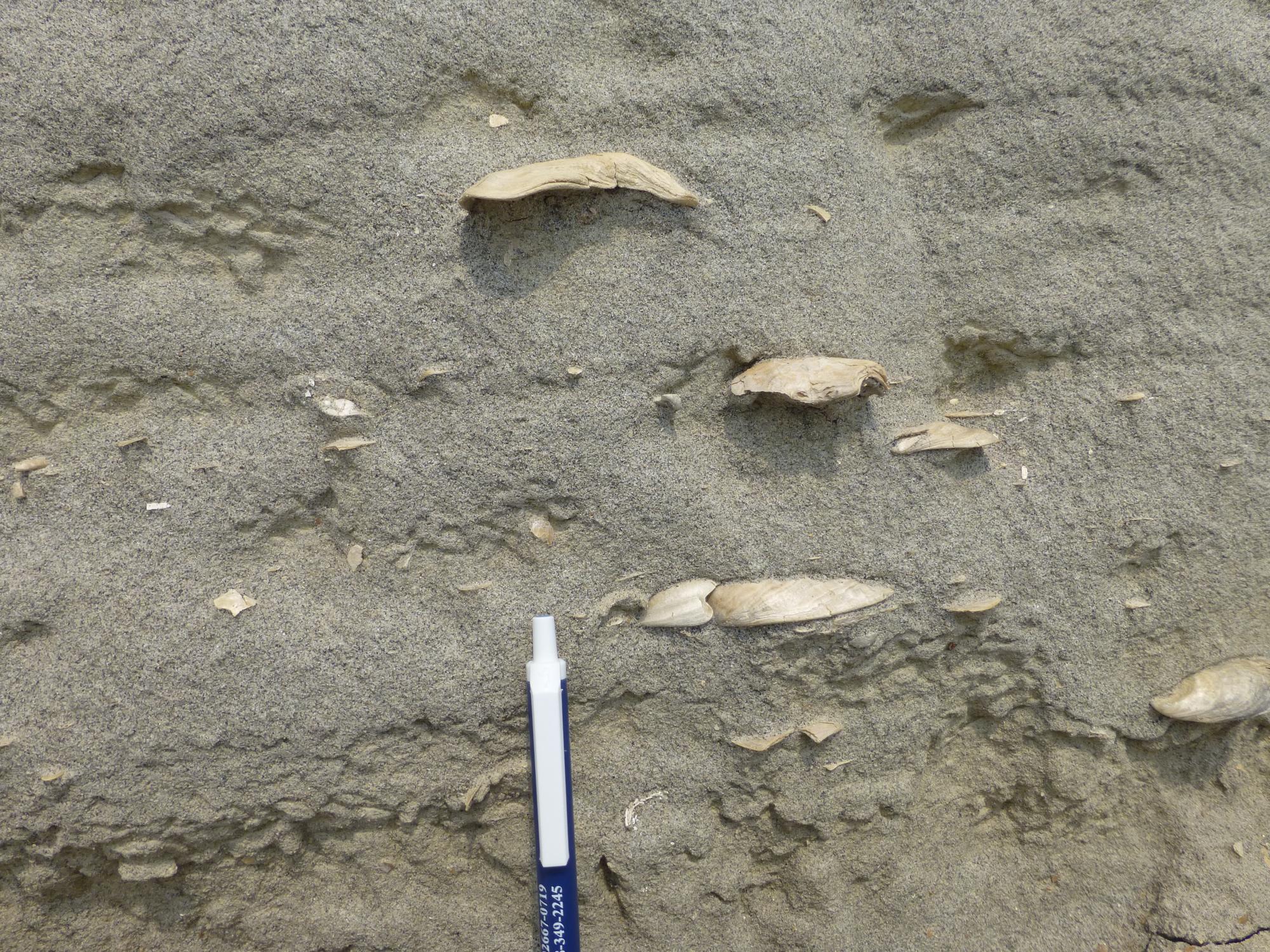 Oyster fossils in Montana