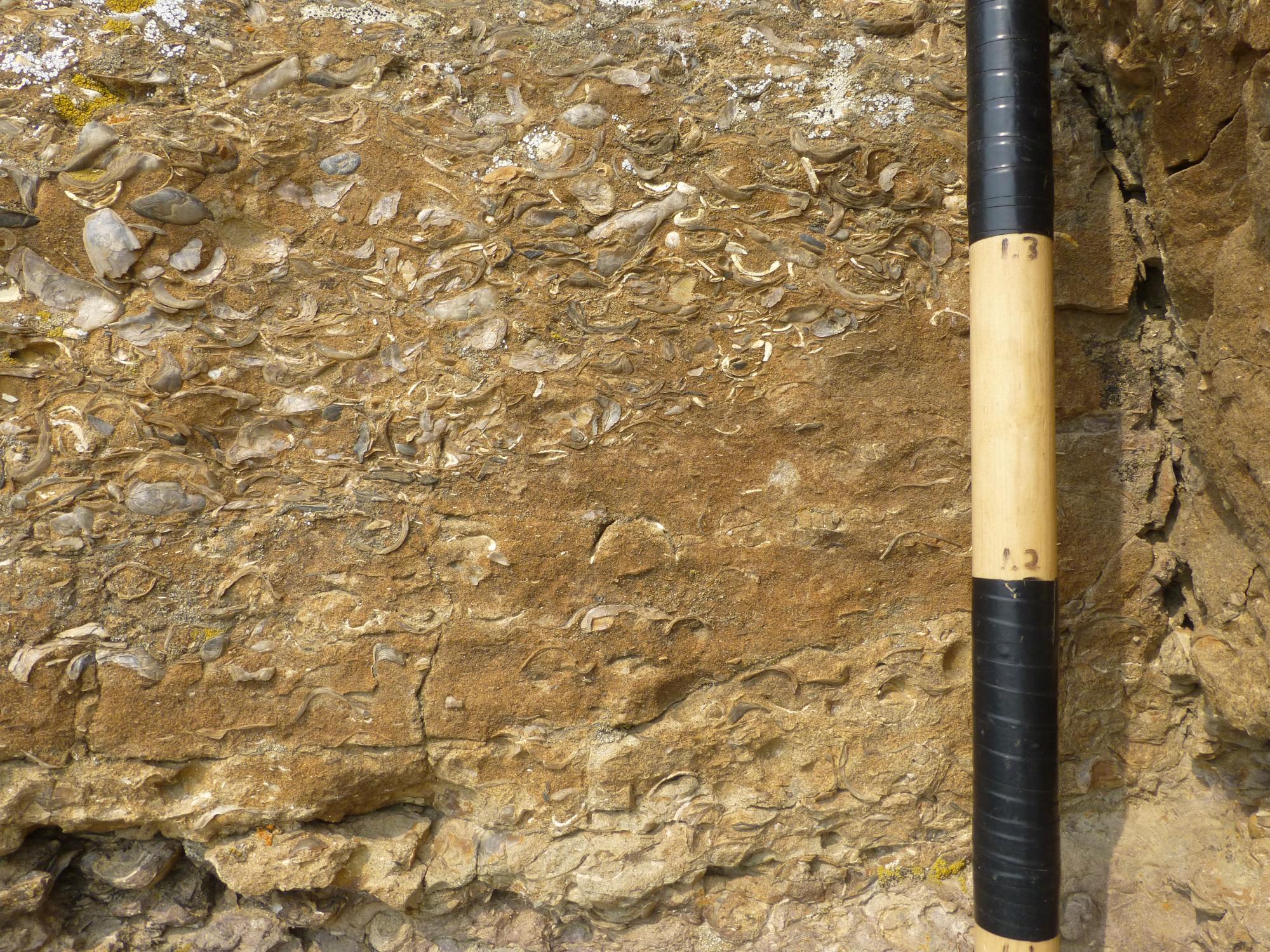 Bed of fossils from Late Cretaceous
