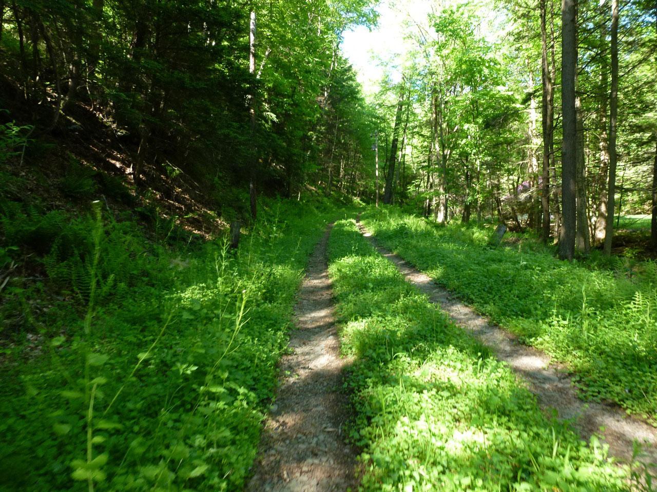a state forest road prior to shale-gas development.