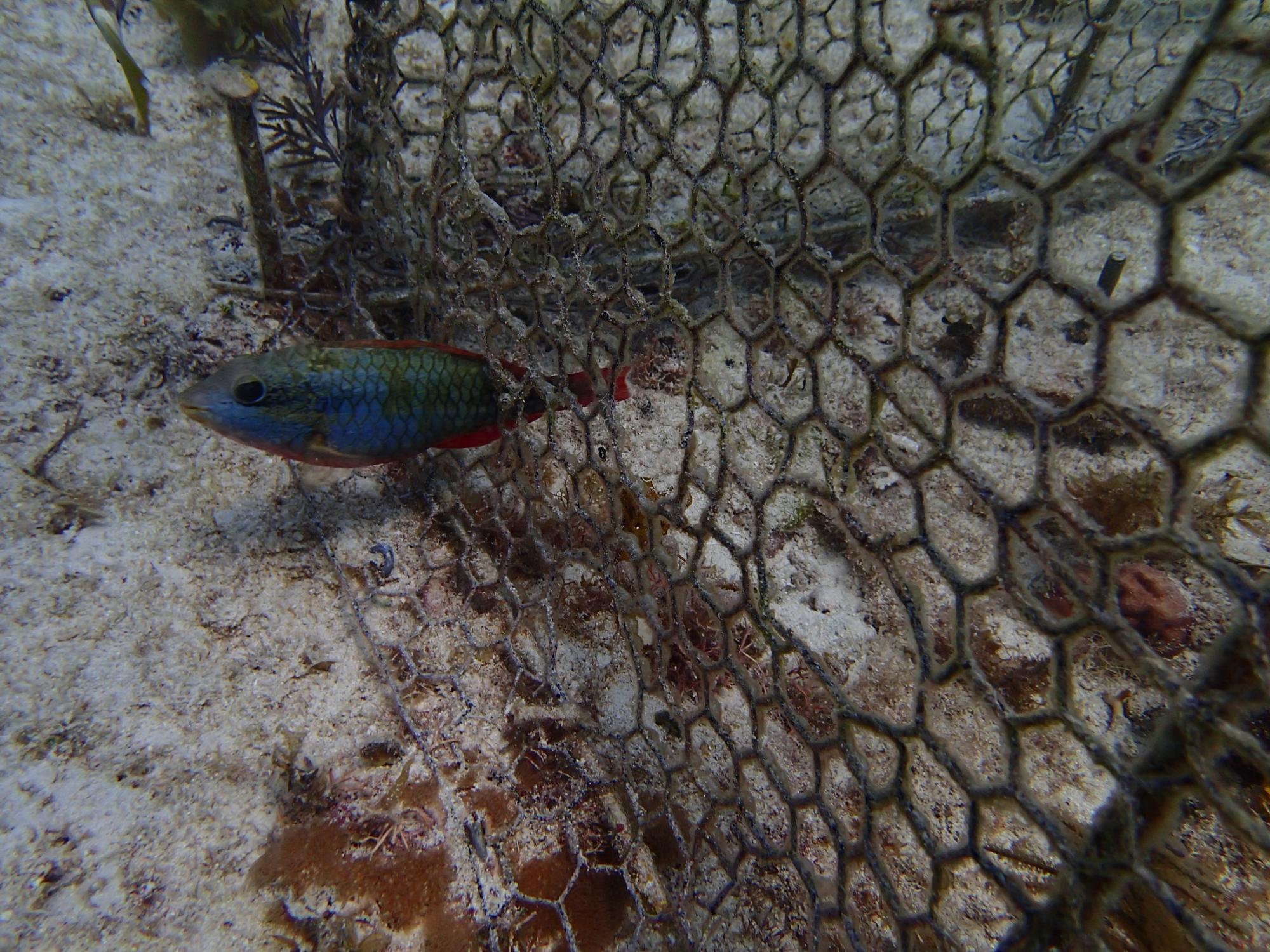 Small parrotfish swims through coral enclosure