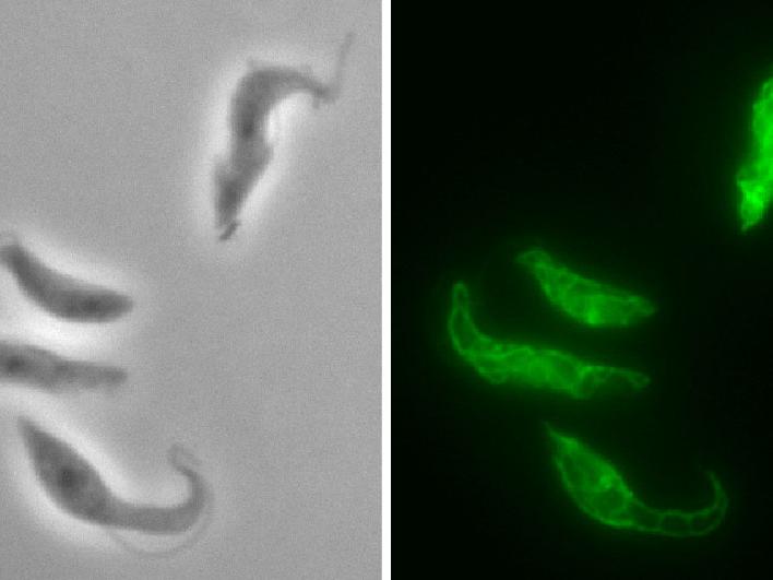 Mitochondrial Research 