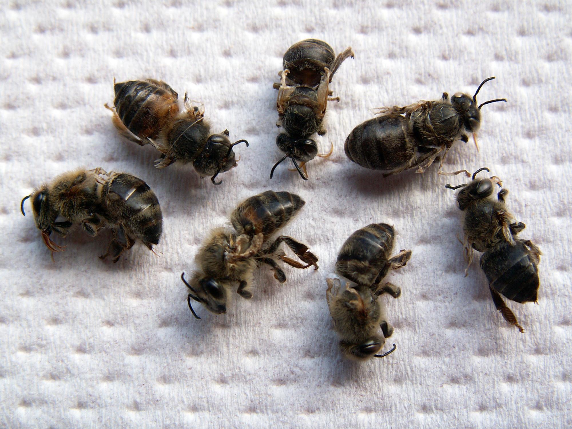 dead bees