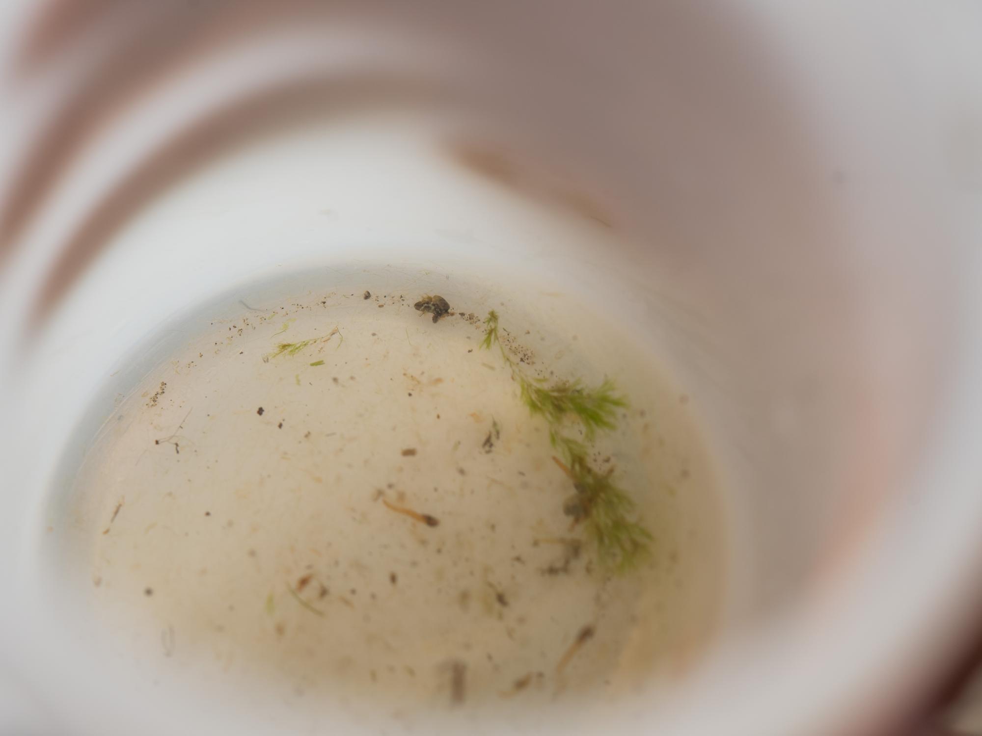 A water sample from Lake Erie shows Hemymisis anomala.