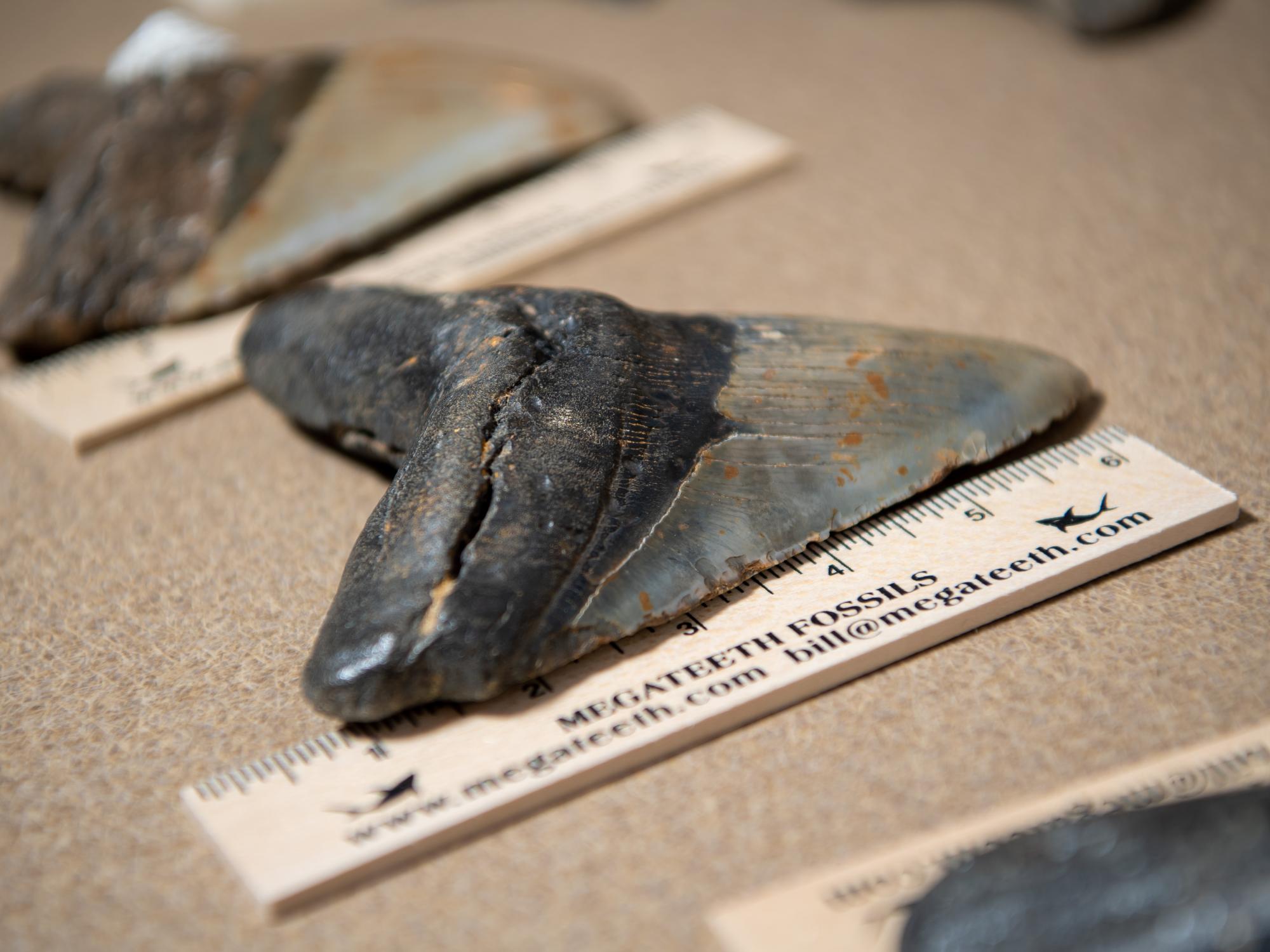 A close-up of a Megadolon shark tooth next to a ruler.
