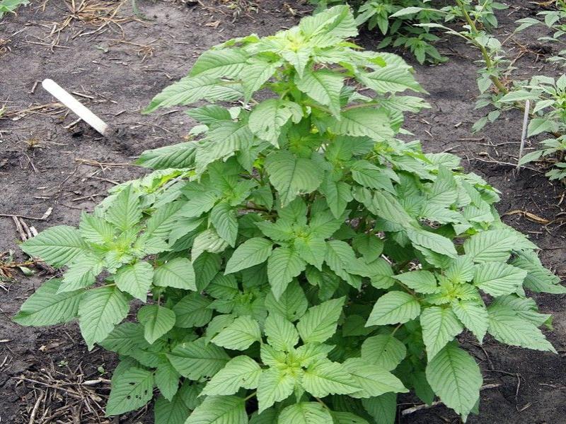 Palmer amaranth - immature